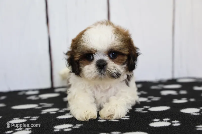 Bandit – Shih Tzu puppy for sale in Millersburg, IN