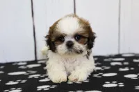 Bandit, a male Shih Tzu for sale in Millersburg, IN – 1 of 7