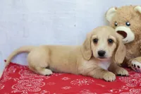 Yale, a male Miniature Dachshund for sale in Millersburg, IN – 3 of 3