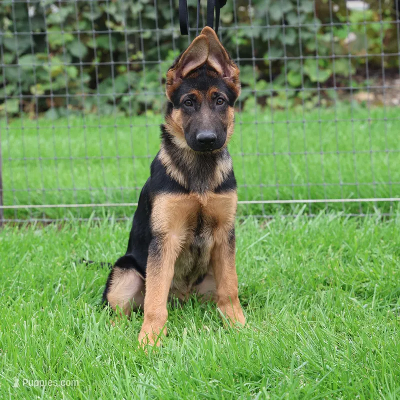 Andrew – German Shepherd Dog puppy for sale in Millersburg, IN