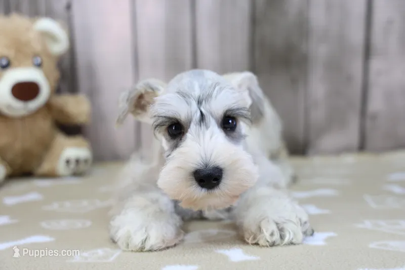 Uno – Miniature Schnauzer puppy for sale in Millersburg, IN
