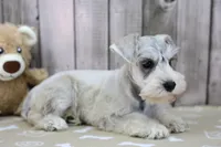 Uno, a male Miniature Schnauzer for sale in Millersburg, IN – Photo 3 of 3