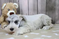 Uno, a male Miniature Schnauzer for sale in Millersburg, IN – Photo 2 of 3