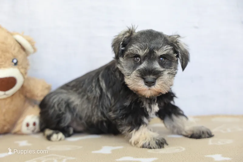 Willa – Miniature Schnauzer puppy for sale in Millersburg, IN