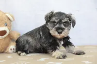 Willa, a female Miniature Schnauzer for sale in Millersburg, IN – 1 of 3
