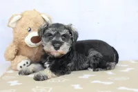 Willa, a female Miniature Schnauzer for sale in Millersburg, IN – 2 of 3