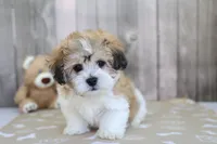 Stetson, a male Shichon for sale in Millersburg, IN – 2 of 3