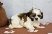 Jewl, a female Shih Tzu for sale in Millersburg, IN – 2 of 4