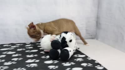 Liv, a female Boston Terrier for sale in Millersburg, IN – 4 of 4