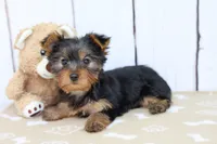 Rio, a male Yorkshire Terrier for sale in Millersburg, IN – 3 of 4