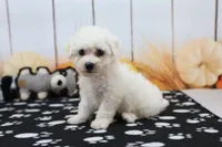 Jameson, a male Bichon Frise for sale in Millersburg, IN – 2 of 4