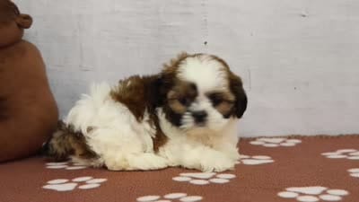 Jewl, a female Shih Tzu for sale in Millersburg, IN – 4 of 4