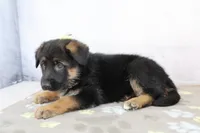 Amelia , a female German Shepherd Dog for sale in Millersburg, IN – 3 of 4