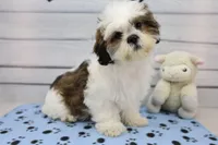 Molly, a female Shih Tzu for sale in Millersburg, IN – 9 of 10