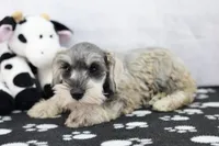 Noriah, a female Miniature Schnauzer for sale in Millersburg, IN – 2 of 4