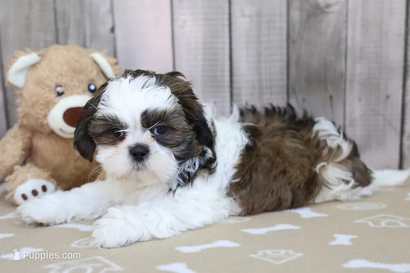 Moose – Shih Tzu puppy for sale in Millersburg, IN