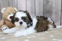 Moose, a male Shih Tzu for sale in Millersburg, IN – 1 of 3