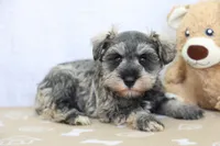 Wren, a female Miniature Schnauzer for sale in Millersburg, IN – 3 of 3