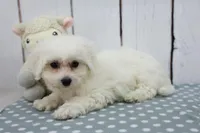 Leah, a female Bichon Frise for sale in Millersburg, IN – Photo 1 of 3