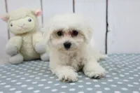 Leah, a female Bichon Frise for sale in Millersburg, IN – Photo 2 of 3