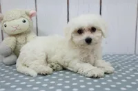 Leah, a female Bichon Frise for sale in Millersburg, IN – Photo 3 of 3