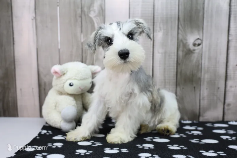 Nate – Miniature Schnauzer puppy for sale in Millersburg, IN