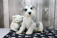 Nate, a male Miniature Schnauzer for sale in Millersburg, IN – 1 of 4