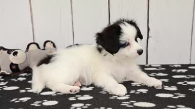 Vector, a male Papillon for sale in Millersburg, IN – 4 of 4
