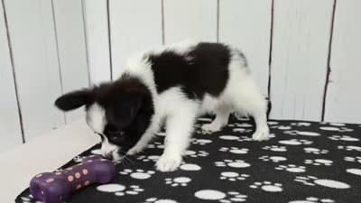 Vadar, a male Papillon for sale in Millersburg, IN – 4 of 4