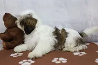 Molly, a female Shih Tzu for sale in Millersburg, IN – 3 of 10