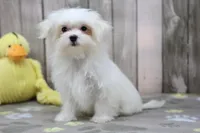 Yvette, a female Maltese for sale in Millersburg, IN – Photo 2 of 7