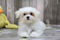 Yvette, a female Maltese for sale in Millersburg, IN – Photo 1 of 7