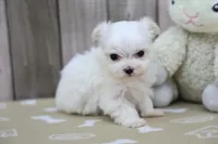 Yvette, a female Maltese for sale in Millersburg, IN – Photo 7 of 7