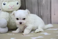 Yvette, a female Maltese for sale in Millersburg, IN – Photo 6 of 7
