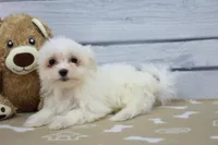 Yvette, a female Maltese for sale in Millersburg, IN – Photo 4 of 7