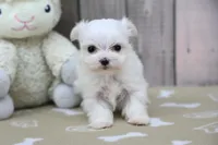 Yvette, a female Maltese for sale in Millersburg, IN – Photo 5 of 7