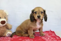 Yasmine, a male Miniature Dachshund for sale in Millersburg, IN – 3 of 3