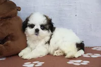 Jada, a female Shih Tzu for sale in Millersburg, IN – 3 of 4