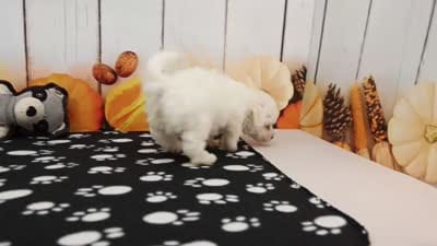 Jameson, a male Bichon Frise for sale in Millersburg, IN – 4 of 4