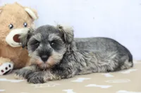 Wren, a female Miniature Schnauzer for sale in Millersburg, IN – 2 of 3