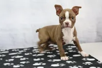 Liv, a female Boston Terrier for sale in Millersburg, IN – 3 of 4
