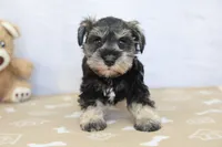 Willa, a female Miniature Schnauzer for sale in Millersburg, IN – 3 of 3