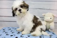 Molly, a female Shih Tzu for sale in Millersburg, IN – 10 of 10