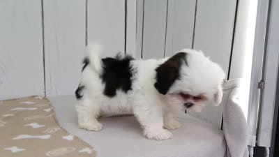 Trey, a male Shih Tzu for sale in Millersburg, IN – 4 of 4