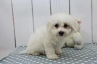 Luke, a male Bichon Frise for sale in Millersburg, IN – Photo 1 of 3