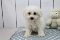 Luke, a male Bichon Frise for sale in Millersburg, IN – Photo 2 of 3