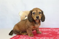 Yuri, a male Miniature Dachshund for sale in Millersburg, IN – 2 of 3