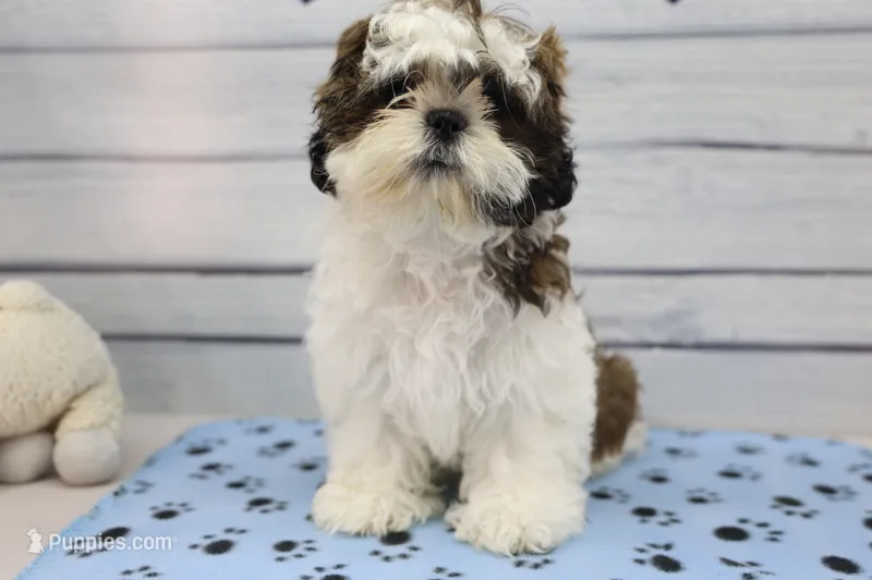 Moose – Shih Tzu puppy for sale in Millersburg, IN