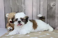 Mitchell, a male Shih Tzu for sale in Millersburg, IN – 2 of 3