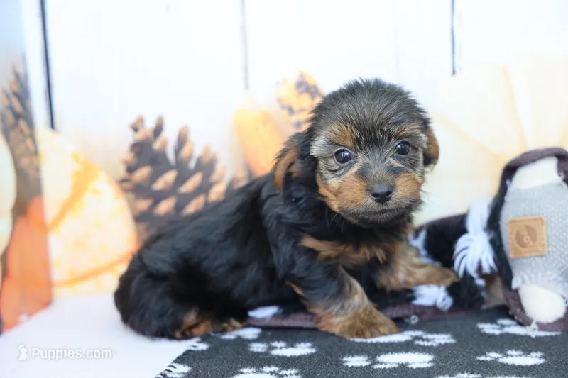 Hayes – Yorkshire Terrier puppy for sale in Millersburg, IN